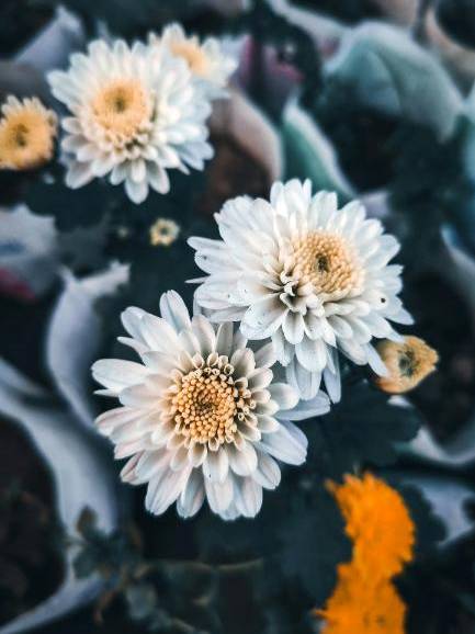 Floral design hero